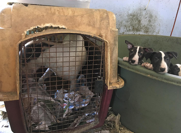 bull terrier dog breeder in queensland charged